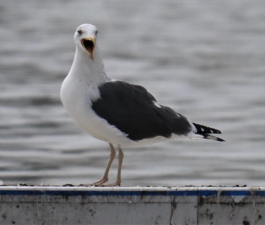 Heringsmöwe  - Artur Andrzejewski
