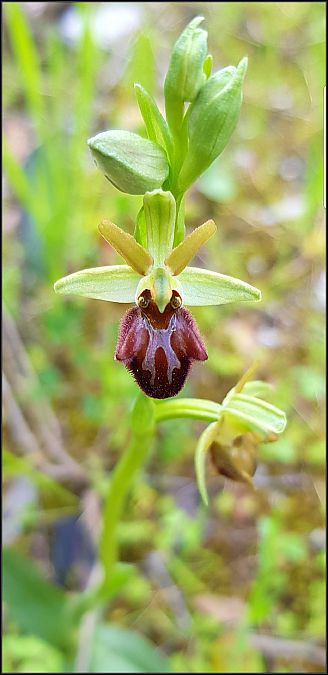 Ophrys sphegodes  - Giuseppe Di Lieto