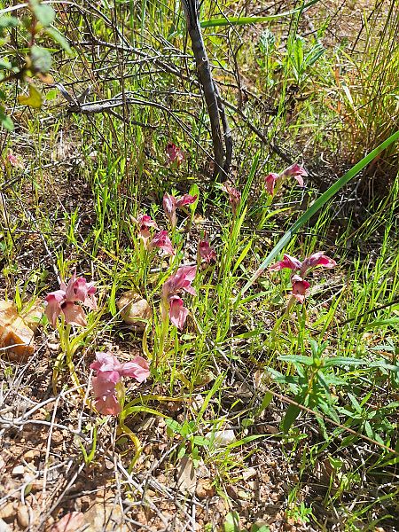 Serapias neglecta  - Benjamin Kabouche