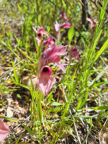 Serapias neglecta  - Benjamin Kabouche