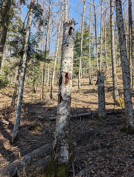 Picchio nero  - Davide Ridente