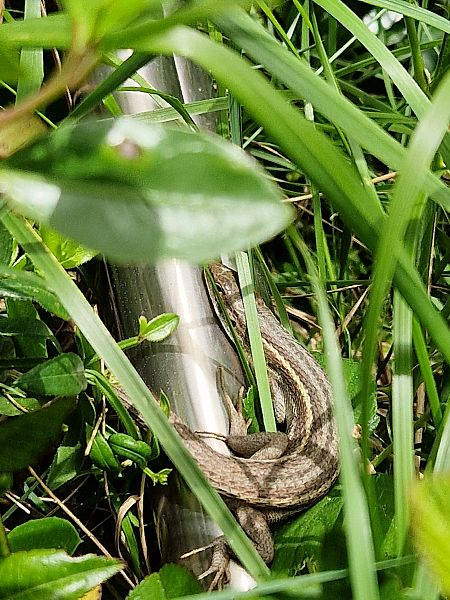 Sargantana cuallarga  - Jana Marco