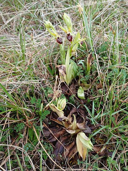 Ophrys sphegodes  - Alain Falvard