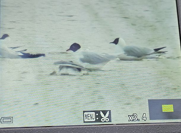 mewa czarnogłowa  - Krzysztof Kajzer