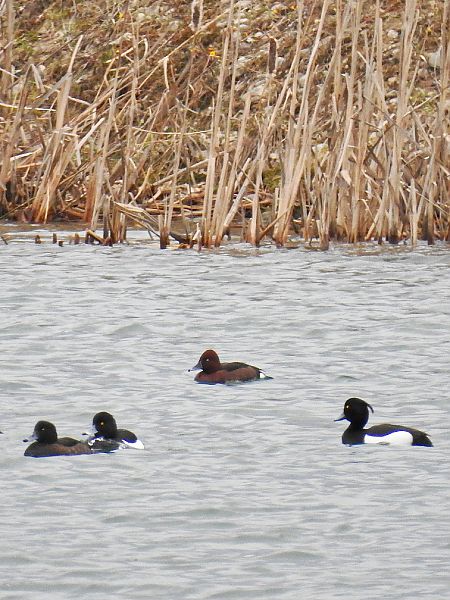podgorzałka  - Adam Ledwoń