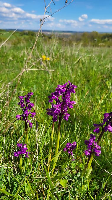 Anacamptis morio  - Christian Lenhard