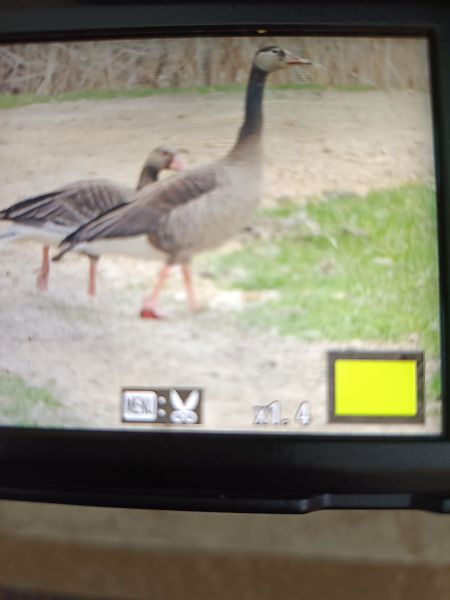 Hybrid Graugans x Kanadagans  - Sławomir Tatoń