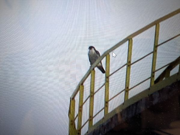 sokół wędrowny  - Szymon Mazgaj