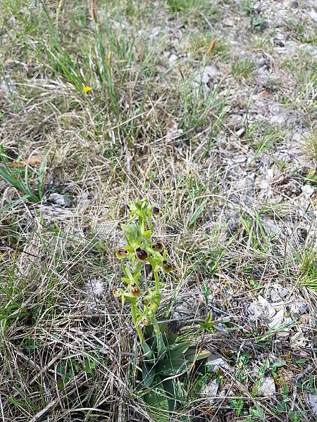 Ophrys sphegodes  - Julien Traversier
