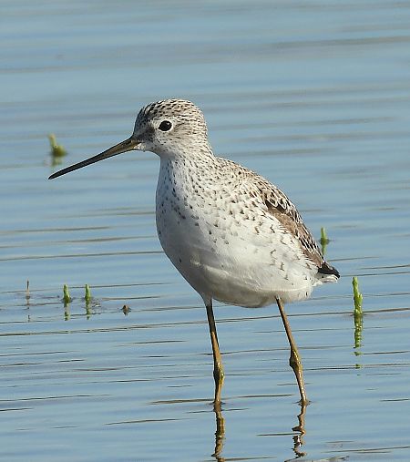 Albastrello  - Matteo Faggi