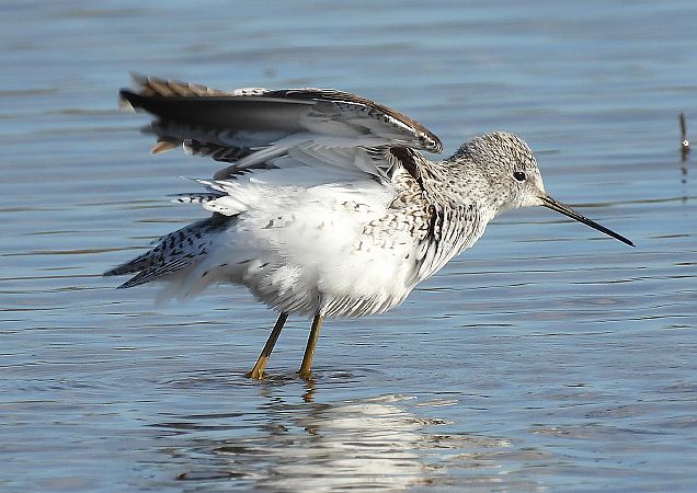 Albastrello  - Matteo Faggi