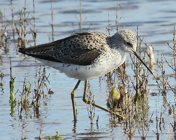 Albastrello  - Matteo Faggi