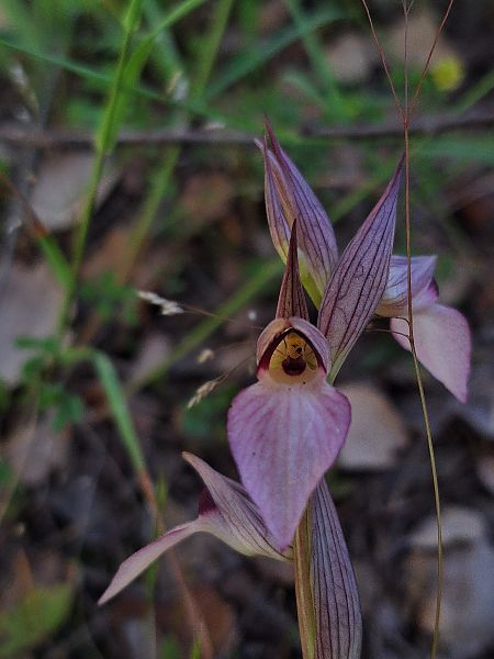 Serapias lingua  - Oriol Clarabuch