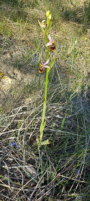 Ophrys fuciflora subsp. druentica  - Gerard Chassan