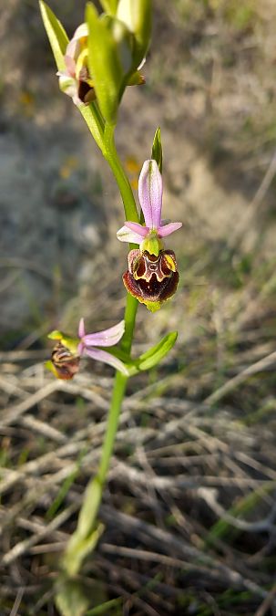 Ophrys fuciflora subsp. druentica  - Gerard Chassan