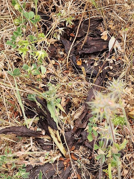 Ophrys montis-aviarii  - Diane Raibaut