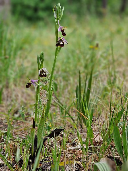 Ophrys montis-aviarii  - Diane Raibaut