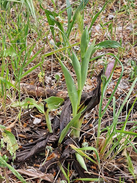Ophrys montis-aviarii  - Diane Raibaut