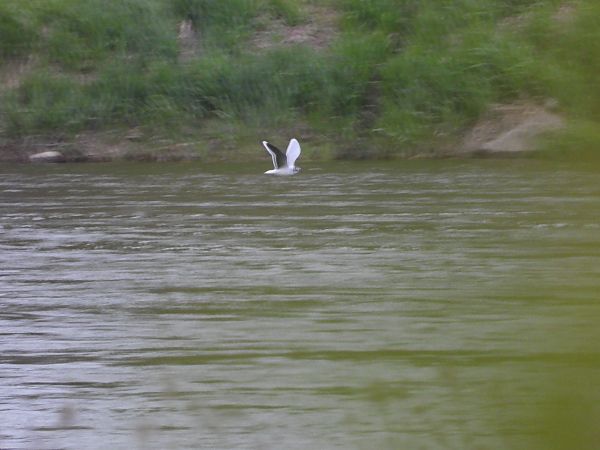 Little Gull  - Krystyna Kowalska
