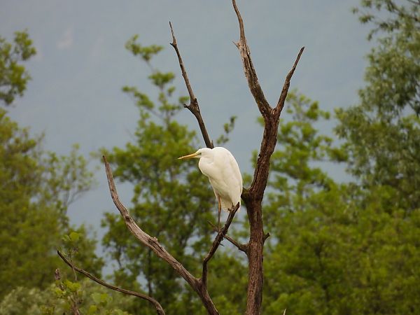 Airone bianco  - Massimino Luigi Brigo
