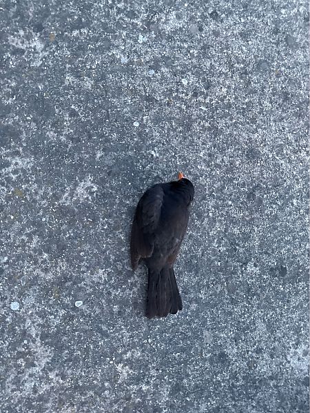 Merla  - Andreu Escolà Llevat