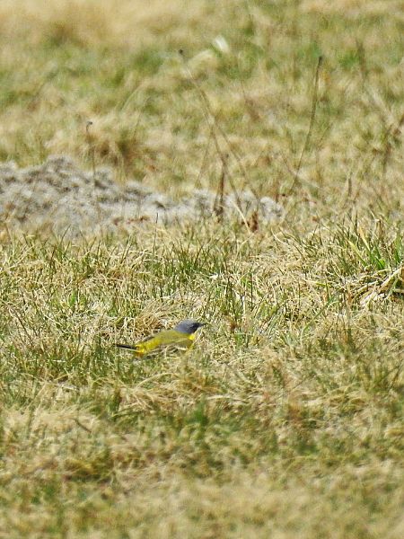pliszka żółta (tundrowa, ssp. thunbergi)  - Adam Ledwoń