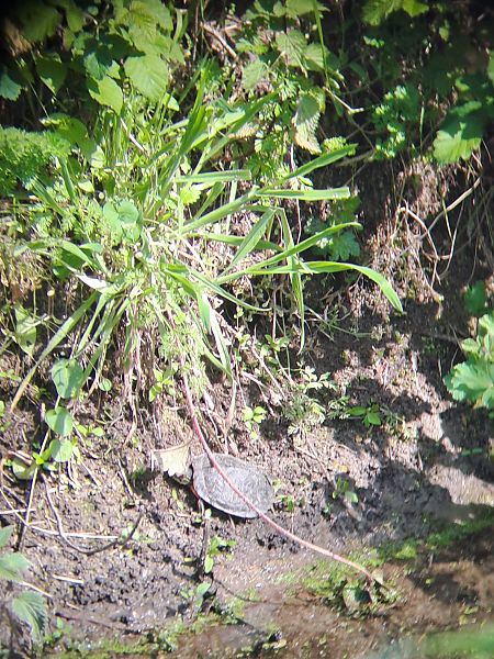 Testuggine palustre dalle orecchie rosse  - Pietro Scarpa