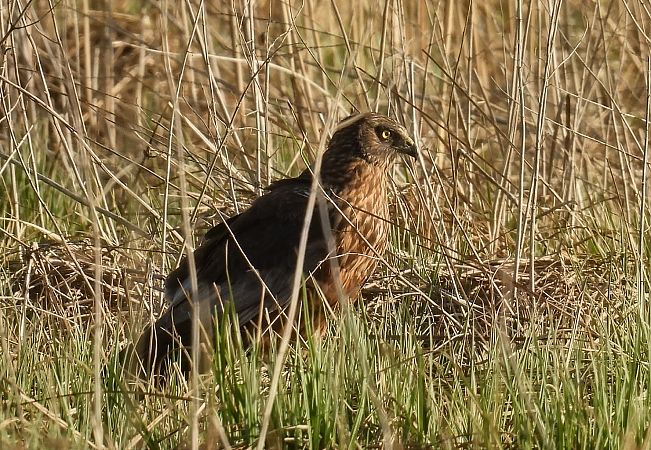 błotniak stawowy  - Kacper Mikulski