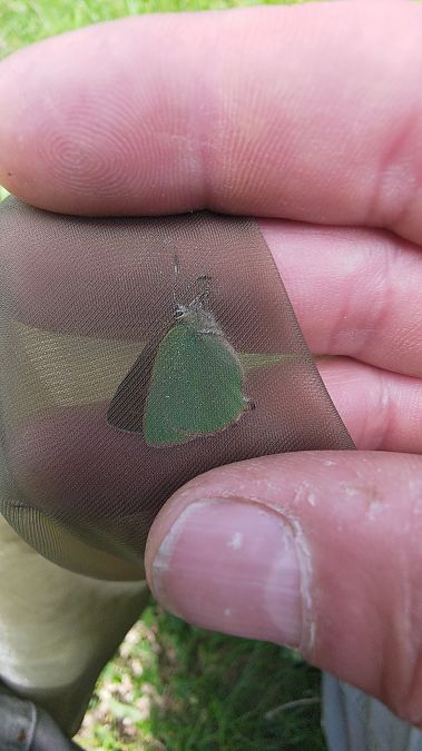 Callophrys rubi  - Luca Borghesio
