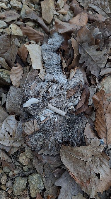 Lupo  - Renato Cottalasso