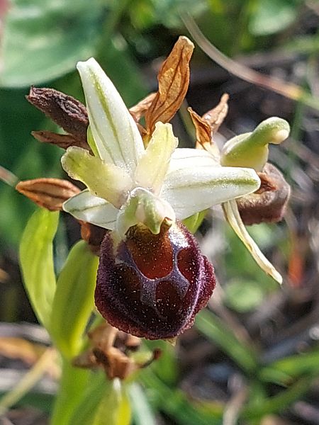 Ophrys panormitana var. praecox  - Bernard Sonnerat