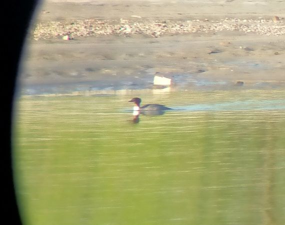 Smergo maggiore  - Simone Balbo