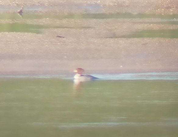 Smergo maggiore  - Simone Balbo