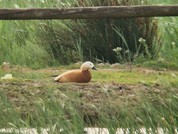 Ànec canyella  - Jana Marco