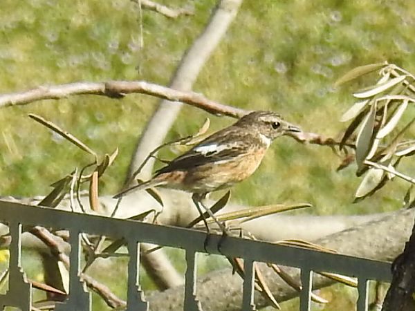 Saltimpalo comune  - Mario Paloni