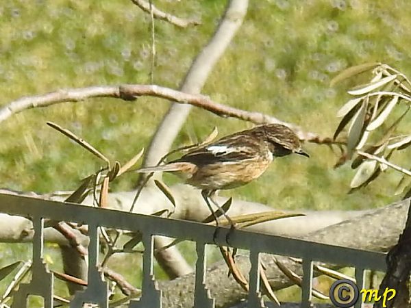 Saltimpalo comune  - Mario Paloni