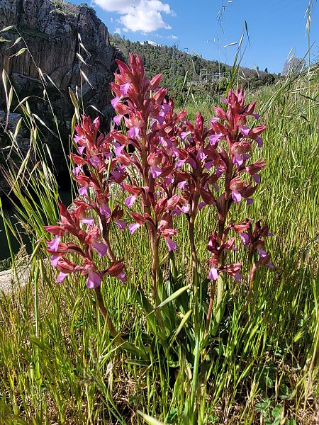 Anacamptis papilionacea  - Thomas Lux