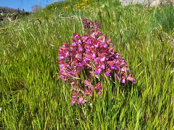 Anacamptis papilionacea  - Thomas Lux