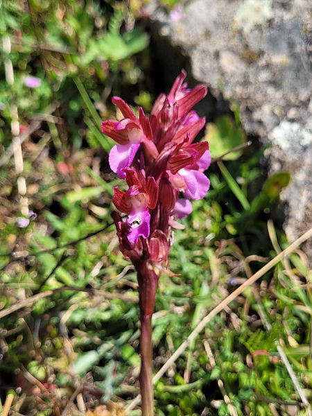 Anacamptis papilionacea  - Thomas Lux