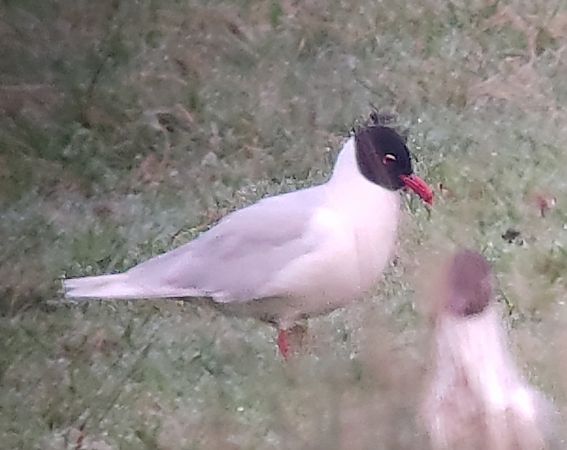 Mouette mélanocéphale  - Samuel Schnierer
