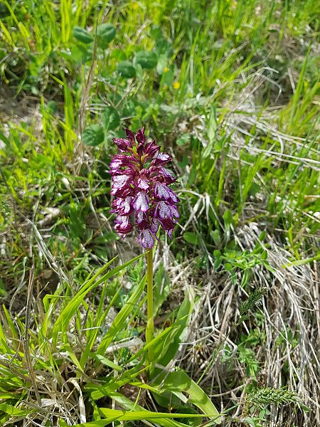 Orchis purpurea  - Julien Traversier
