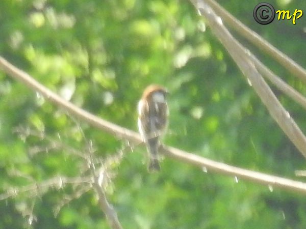 Averla capirossa  - Mario Paloni