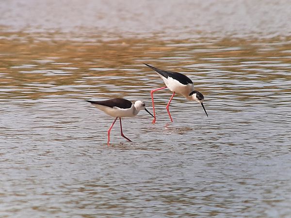 Echasse blanche  - Franz Stoll