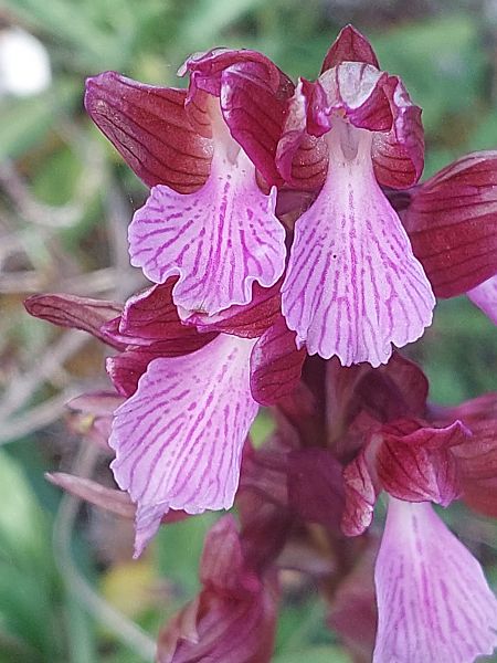 Anacamptis papilionacea  - Bernard Sonnerat