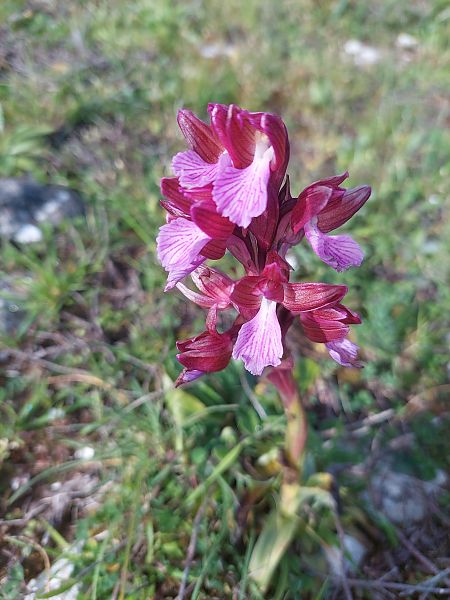 Anacamptis papilionacea  - Bernard Sonnerat