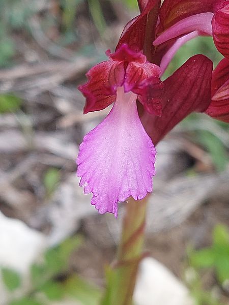 Anacamptis papilionacea var. expansa  - Bernard Sonnerat