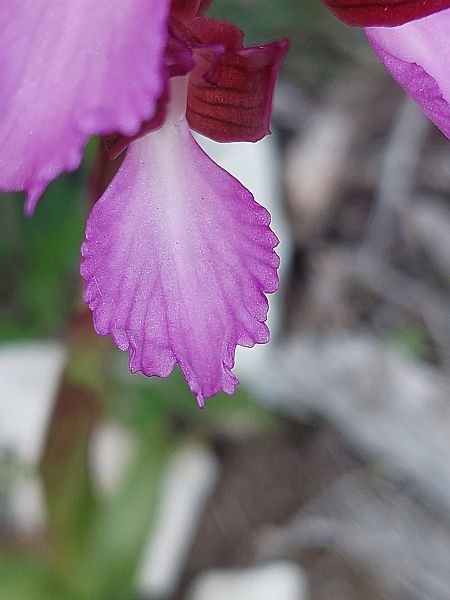 Anacamptis papilionacea var. expansa  - Bernard Sonnerat