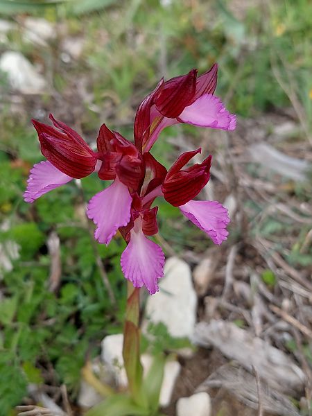 Anacamptis papilionacea var. expansa  - Bernard Sonnerat