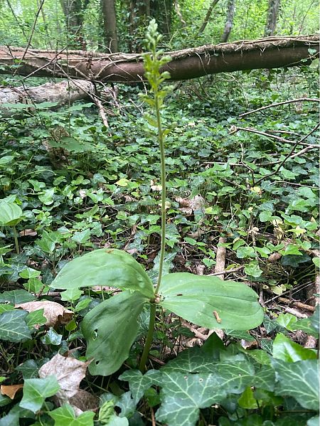 Neottia ovata  - Jean-Pierre Crepeau