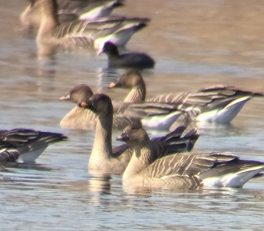 gęś krótkodzioba  - Krzysztof Wawrzyniak